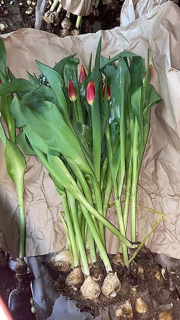 Цветы и букеты: Тюльпаны оптом с луковицей, срез «на луковице» из теплицы - 30 — 11