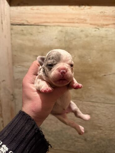 İtlər: Amerikan buldoqu, 1 ay, Peyvəndli, Ödənişli çatdırılma — 7