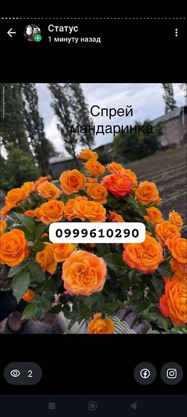 Rose saplings: Саженцы роз в контейнерах - Ассортимент садовых роз (разные сорта и — 17