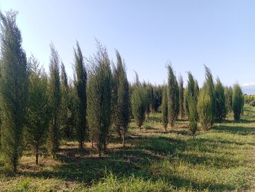 Ağaclar: Her növ ağaclar ve dekarativ ağaclar çox ucuz ve qarantili gubresiz — 16