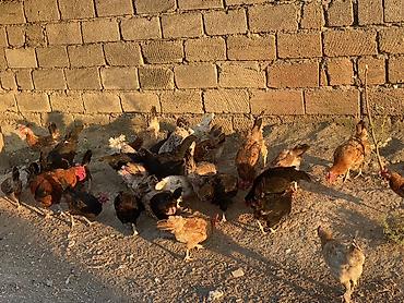 jersey cinsi: Yerli kənd toyuqları – qarışıq sürü - Açıq havada sərbəst gəzdirilən — 1