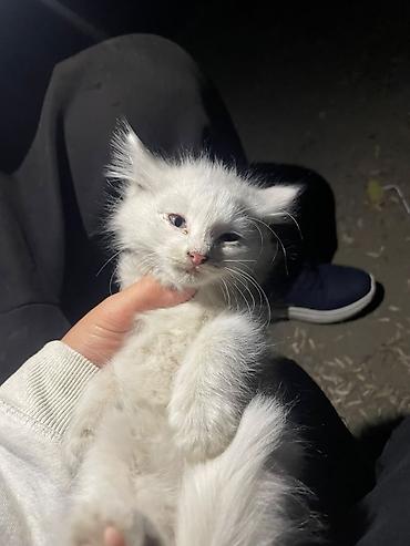 котята белые: Кошка даром: Беспородная, 2 месяца, Девочка — 1