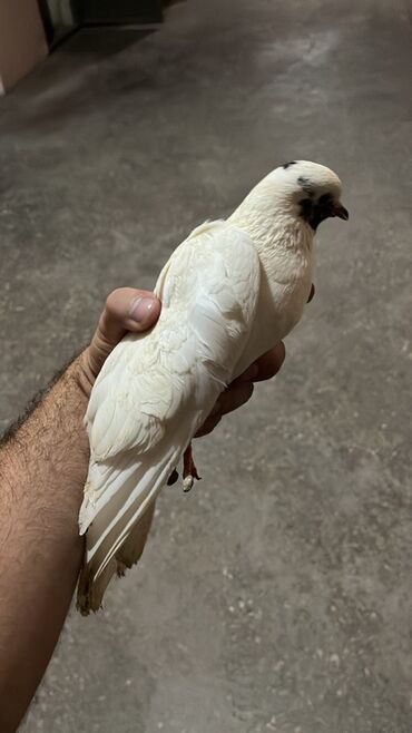 Amadinlər: Heç bir xəstəlikləri yoxdur.Hazır bala verən quşlardır.Üçü 15 manat.1
