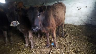 Коровы, быки: Продаю | Тёлка | На откорм — 8