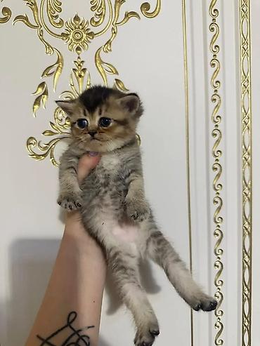 chinchilla satın al: Satılır: şinşila balası 2 aylig disi temiz sinsella balalaridi.2 eded — 3