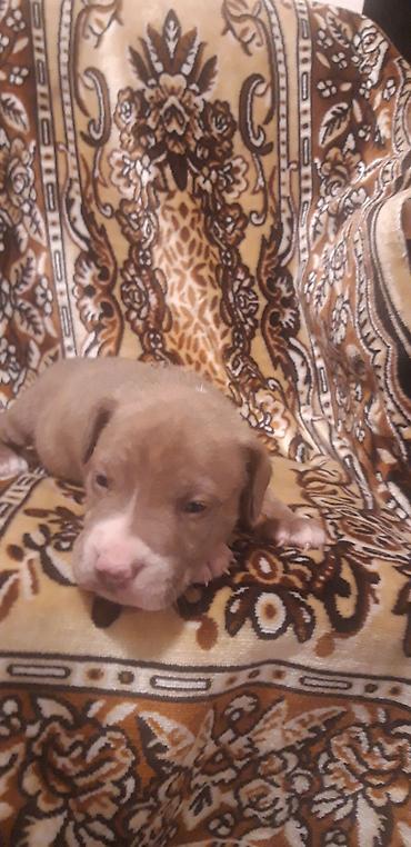 İtlər: Pitbul — 1
