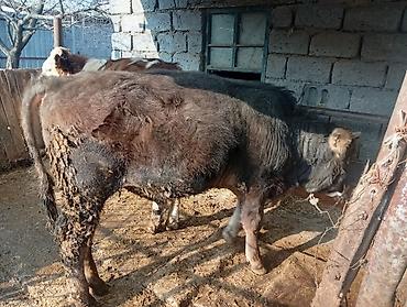 Коровы, быки: Продаю | Бык (самец) | На откорм | Привязанные — 2