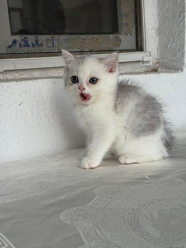 Pişiklər: Britan — 2