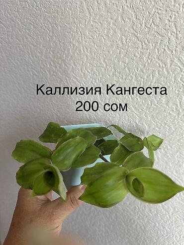 приму в дар комнатные цветы: Укорененные черенки/отростки. Адрес 8 мкр — 2