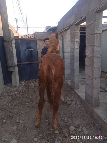 Лошади, кони: Продаю | Жеребенок | Рабочий — 6