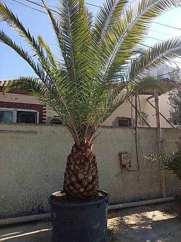 sakura agaci: Xurma xurması (Phoenix canariensis) – iri ölçülü, dekorativ palma - — 2