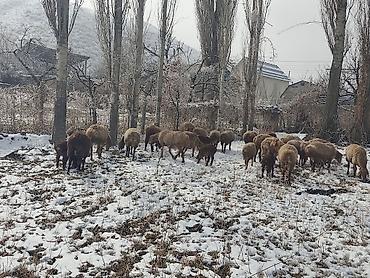 Баран, овца: Продаю | Овца (самка) | Для разведения | Матка — 3