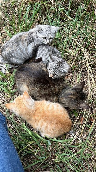 перепелки живые: Котята, 3 малыша - Окрас: серый мраморный (2 котёнка), рыжий — 1