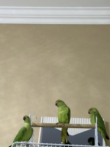 Tutuquşları: Ajarella Pakistan Pəncabdan gəlib bir başa — 4