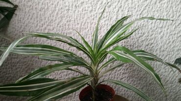 Sobne biljke: Dracaena White Bird, velika biljka