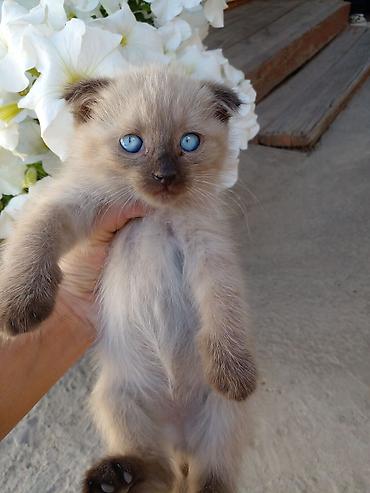 үй жаныбарлар: БЕСПЛАТНО!!! МАМА ШОТЛАНДСКАЯ ВИСЛОУХАЯ!!! Котята, помёт из нескольких — 1