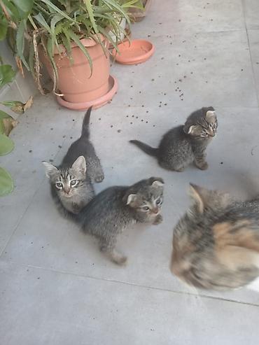 pişik otu: Şotland yastı qulaq, Yaxşı əllərə — 3