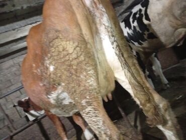 Inəklər, öküzlər: Südlük inəklər - Cins: Qarışıq südlük tip (qara-ağ alacalı və — 3