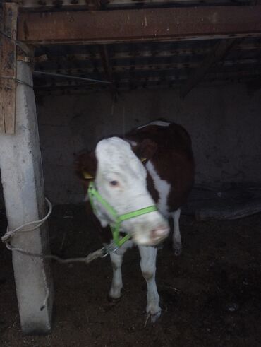 Коровы, быки: Продаю | Корова (самка) | Для молока | Привязанные — 4