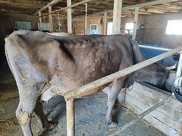 Продам с/х животных: Продаю | Корова (самка) | Для молока | Привязанные — 2