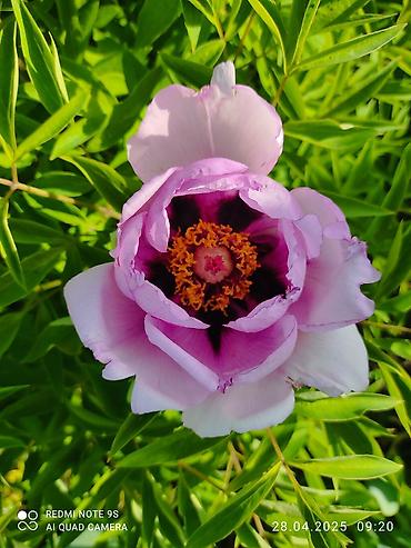 семена мака: Древовидные пионы (Paeonia suffruticosa) с крупными экзотическими — 2