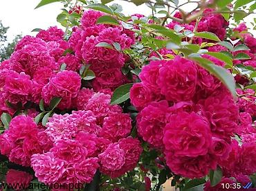 Роза: Чайно- гибридные розы для сада! 
Гарантия сорта!!!
 ул. Ташкентская, 9 — 10