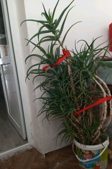 Otaq bitkiləri: 15 illik Aloe bitkisi satılır. Dərman kimi istifadə edilə lalafo.az -da Otaq bitkiləri: 15 illik Aloe bitkisi satılır. Dərman kimi istifadə edilə