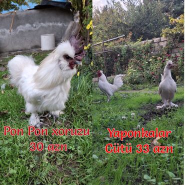 kuçinka toyuqları: Toyuq, Damazlıq, Ünvandan götürmə, Pulsuz çatdırılma, Ödənişli çatdırılma