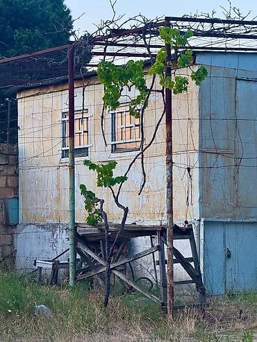masazlr: Bağ çox çox təcili pul lazım olduğu üçün ev yiyəsi tərəfinnən satılır — 9