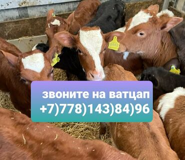 Коровы, быки: Продаю | Корова (самка), Бык (самец), Тёлка | Ангус, Герефорд, Голштин | На откорм, На забой, Для разведения | Племенные