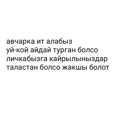 сколько стоит черепаха маленькая в бишкеке: Ит кууту: Овчарка, Эркек, 1 жаш