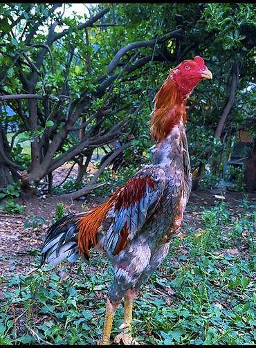 etlik inek cinsleri: Xoruz, Heyratı, il: 1, Ödənişli çatdırılma, Rayonlara çatdırılma, Ünvandan götürmə — 2
