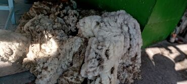 меринос овцы: Продаётся шерсть мериноса
Цена договорная