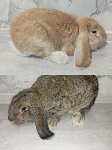 продажа щенков немецкой овчарки с документами в бишкеке: Кролики на племясамцы и самки рыжие возраст 6 месяцев а серые 5