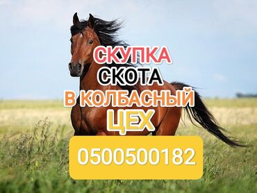 продажа домашних животных: Куплю | Коровы, быки, Лошади, кони | Круглосуточно, Забитый, Самовывоз