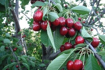 lökbatanda yeni tikilen binada satilan evler: 75 sot, Kənd təsərrüfatı, Maklerlər narahat etməsin, Kupça (Çıxarış)