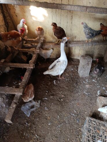 Ördəklər: Dişi, | Lal ördək, Ətlik, Ünvandan götürmə — 7