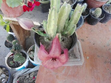 Sobne biljke: Kaktusi