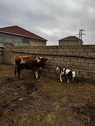 Inəklər, öküzlər: Simmental inək satılır. 27 günlük dişi balası var. 3-cü balasıdır — 8