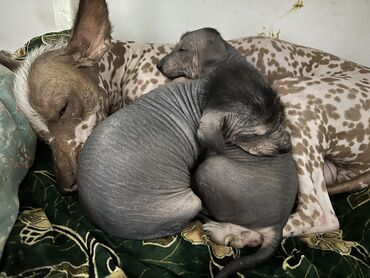 гостиница для собак: Готовятся к продаже, две девочки породы Ксоло Мексиканская. Родились