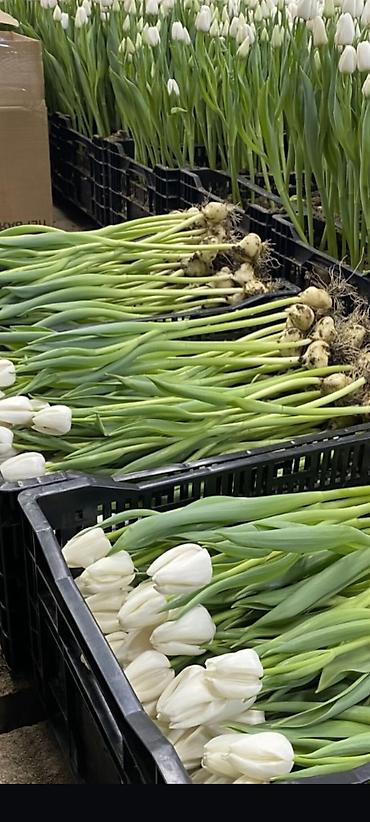 Букеты из живых цветов: Тюльпаны с тепличной выгонки — оптом и для флористов. - Ассортимент — 2