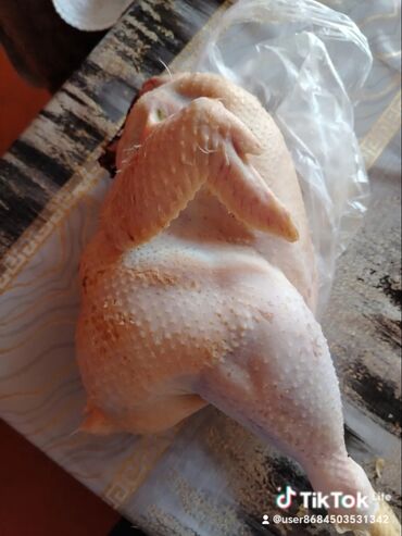 Quş: Şəkildə gördüyviz colpalar ın təmizləmiş və diri halda satıram kəsilib — 9