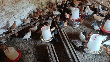 anqut quşu: Salamlar. 45 gunluk kənd cuceleridi tam saqlam. vaksinleri dermanlari