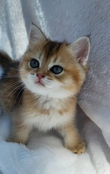 Qızıl şinşilla, Dişi, Pulsuz çatdırılma