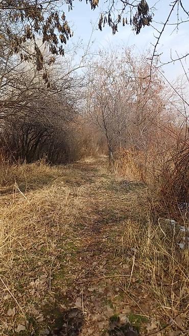 кел кел: 5 соток, Курулуш, Кызыл китеп — 5