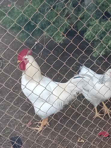 heyvan bazari baki: 4 ay 4 gunluk tek 1 xoruz ağ reng, quyruqunda tek bir qara lelek 2 — 1