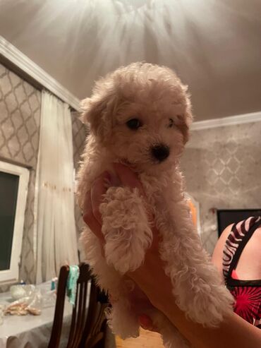 Gəmiricilər: Pudel, 2 ay, Dişi, Ünvandan götürmə, Pulsuz çatdırılma, Ödənişli çatdırılma
