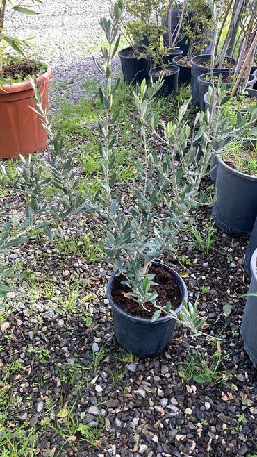 Tinglər: Məhsul: ting və kol bitkiləri (gül və meyvə ağacı tingləri) - Gül -da lalafo.az — 18 Tinglər: Məhsul: ting və kol bitkiləri (gül və meyvə ağacı tingləri) - Gül — 18