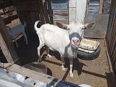 Козы, козлы: Продаю | Коза (самка) | Для молока | Племенные — 2