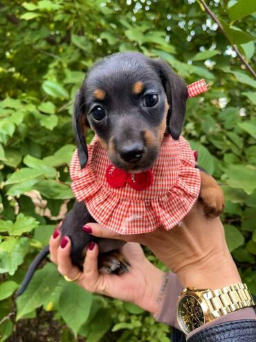 Psi: Odgajivacnica pasa “Happy Puppies” ima prelepe stence mini jazavicara — 8